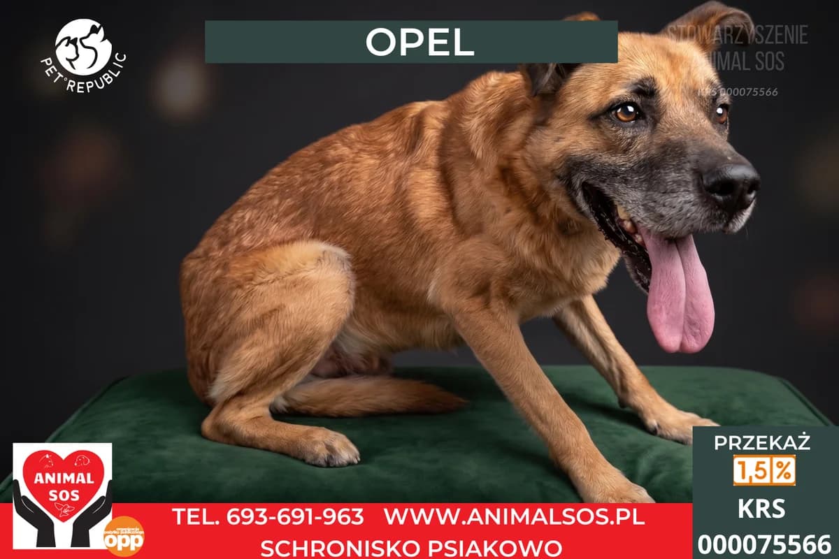 OPEL, male senior Mixed Breed for adoption at Animal Sos Psiakowo Centrum Adopcyjne, 99-423