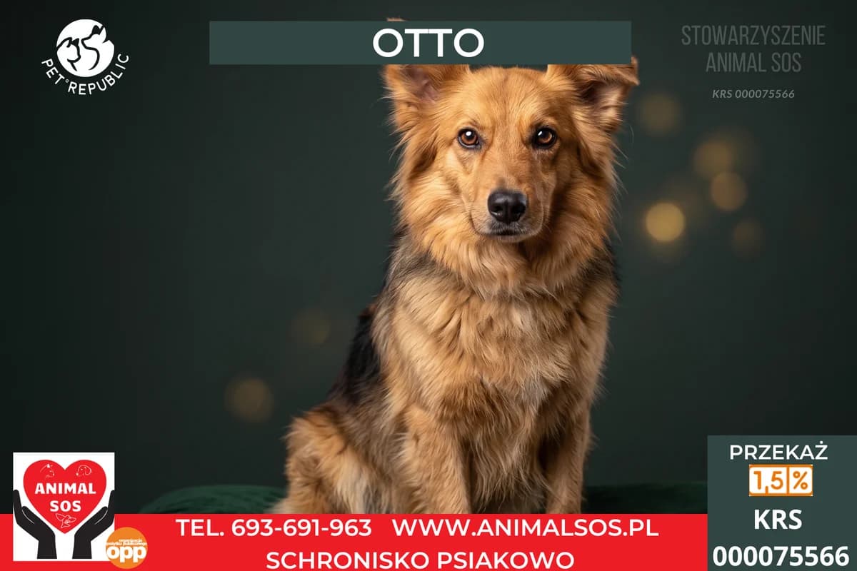 OTTO, male 6yo Mixed Breed for adoption at Animal Sos Psiakowo Centrum Adopcyjne, 99-423