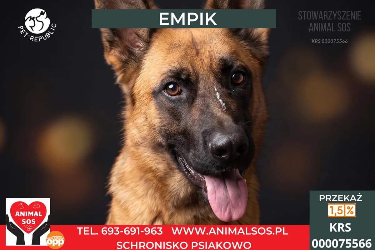 EMPIK, male young Mixed Breed for adoption at Animal Sos Psiakowo Centrum Adopcyjne, 99-423