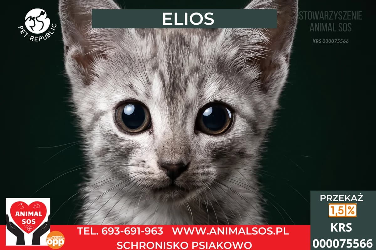 ELIOS, male puppy Mixed Breed for adoption at Animal Sos Psiakowo Centrum Adopcyjne, 99-423