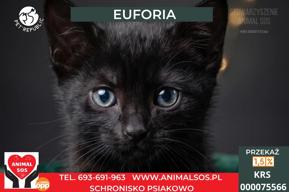 EUFORIA, female puppy Mixed Breed for adoption at Animal Sos Psiakowo Centrum Adopcyjne, 99-423