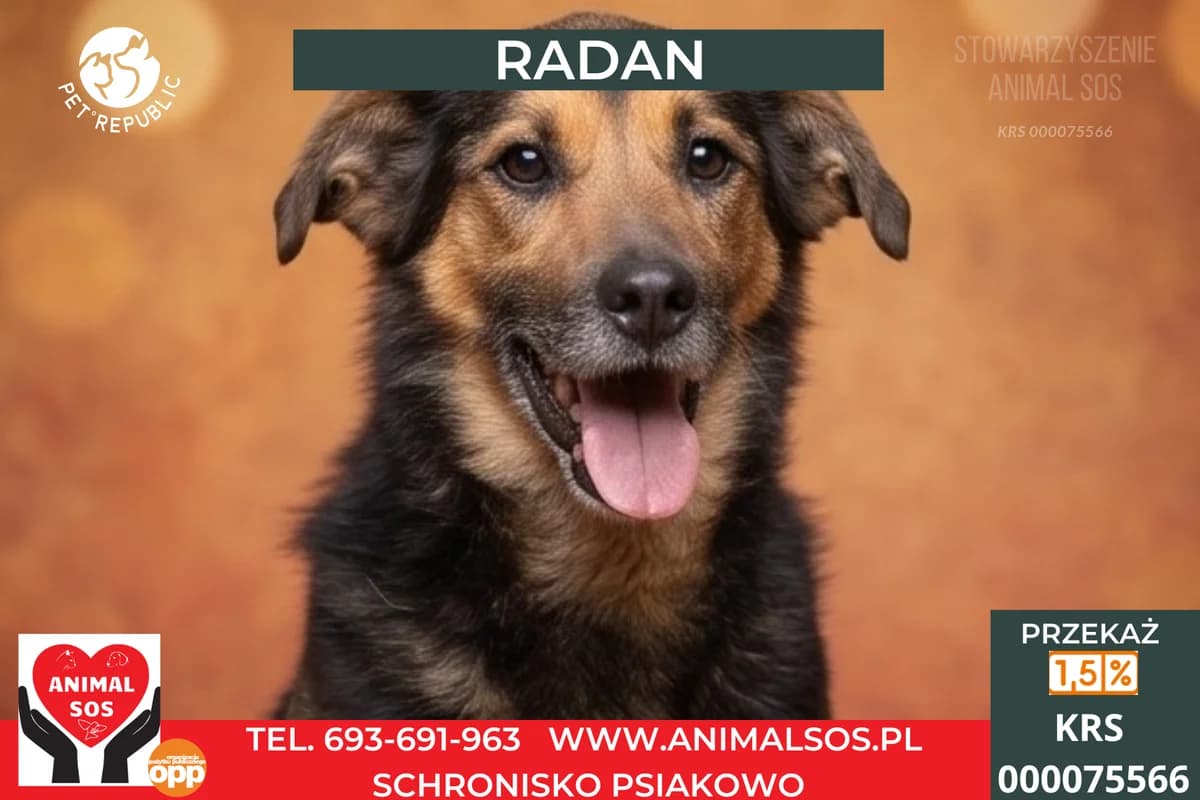 RADAN, male senior Mixed Breed for adoption at Animal Sos Psiakowo Centrum Adopcyjne, 99-423