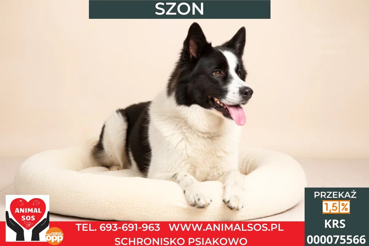 SZON, male 6yo Mixed Breed for adoption at Animal Sos Psiakowo Centrum Adopcyjne, 99-423