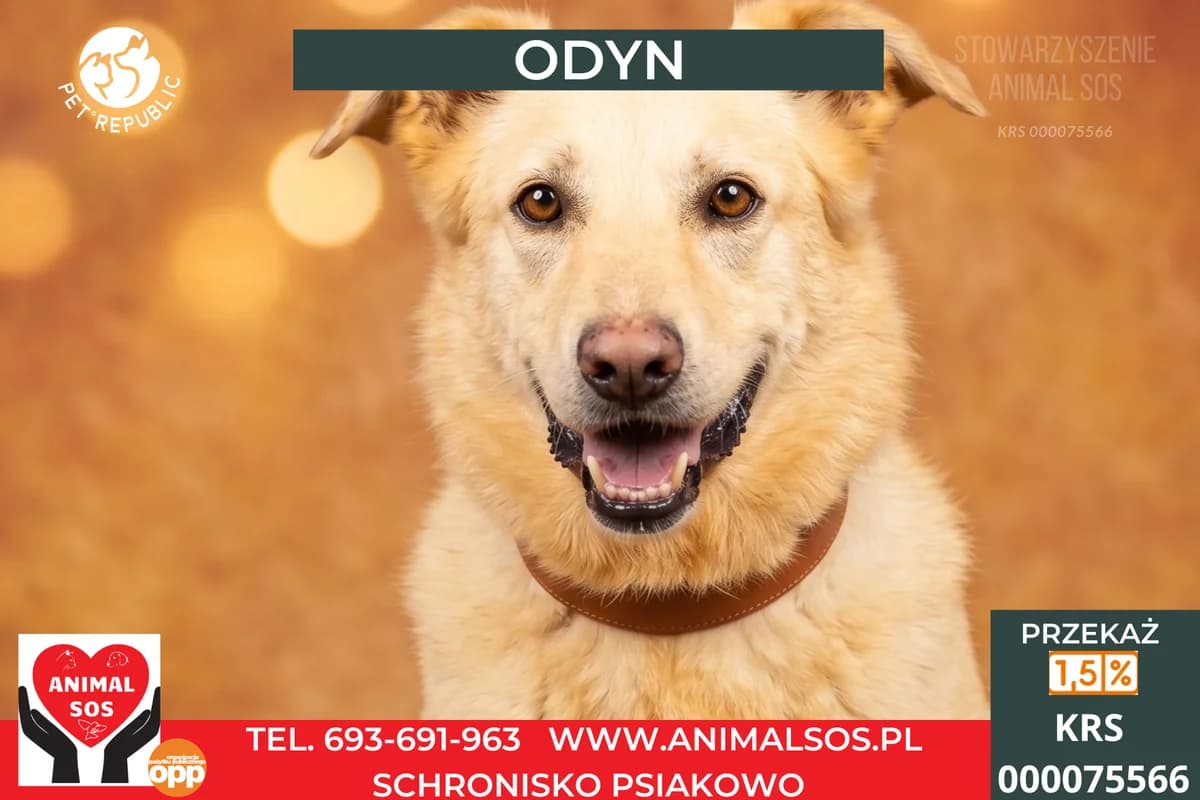 ODYN, male 7yo Mixed Breed for adoption at Animal Sos Psiakowo Centrum Adopcyjne, 99-423