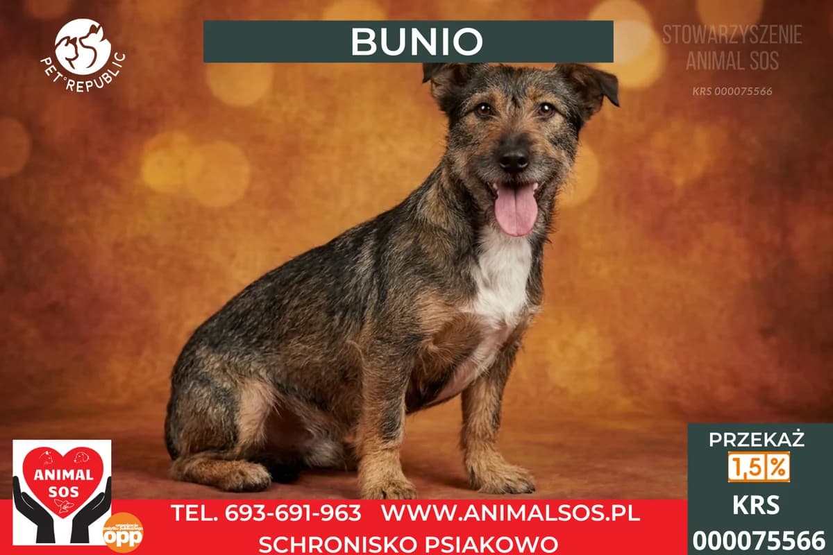 BUNIO, male 3yo Mixed Breed for adoption at Animal Sos Psiakowo Centrum Adopcyjne, 99-423