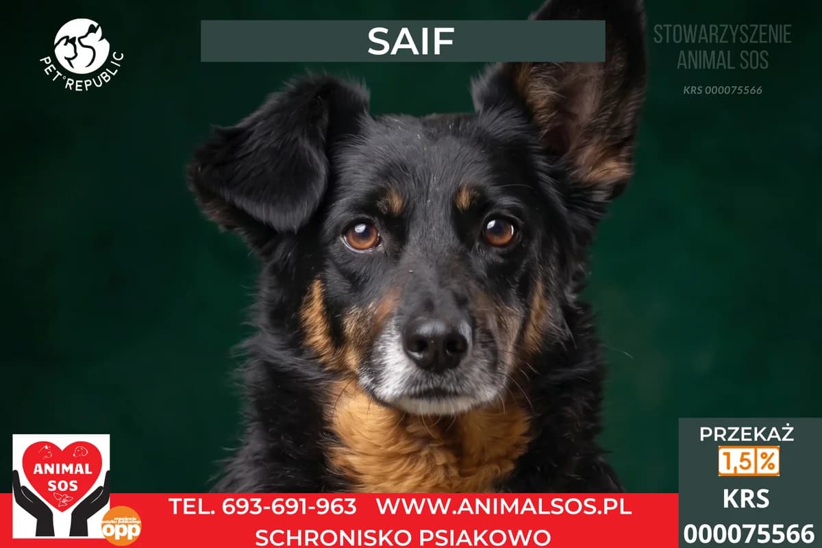 SAIF, male senior Mixed Breed for adoption at Animal Sos Psiakowo Centrum Adopcyjne, 99-423