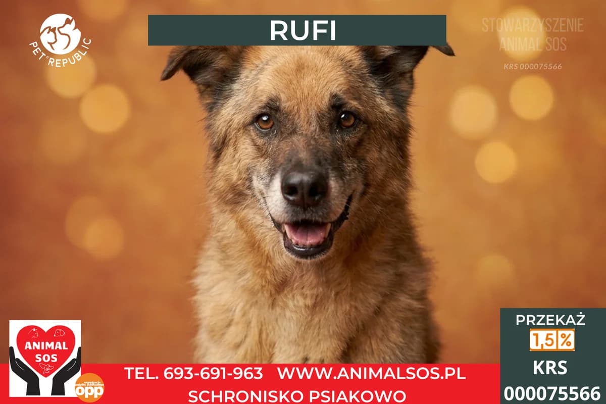 RUFI, male senior Mixed Breed for adoption at Animal Sos Psiakowo Centrum Adopcyjne, 99-423