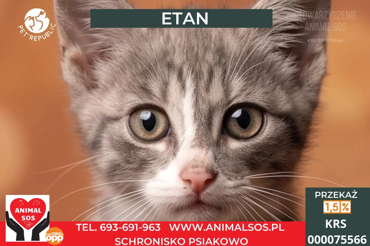 ETAN, male puppy Mixed Breed for adoption at Animal Sos Psiakowo Centrum Adopcyjne, 99-423