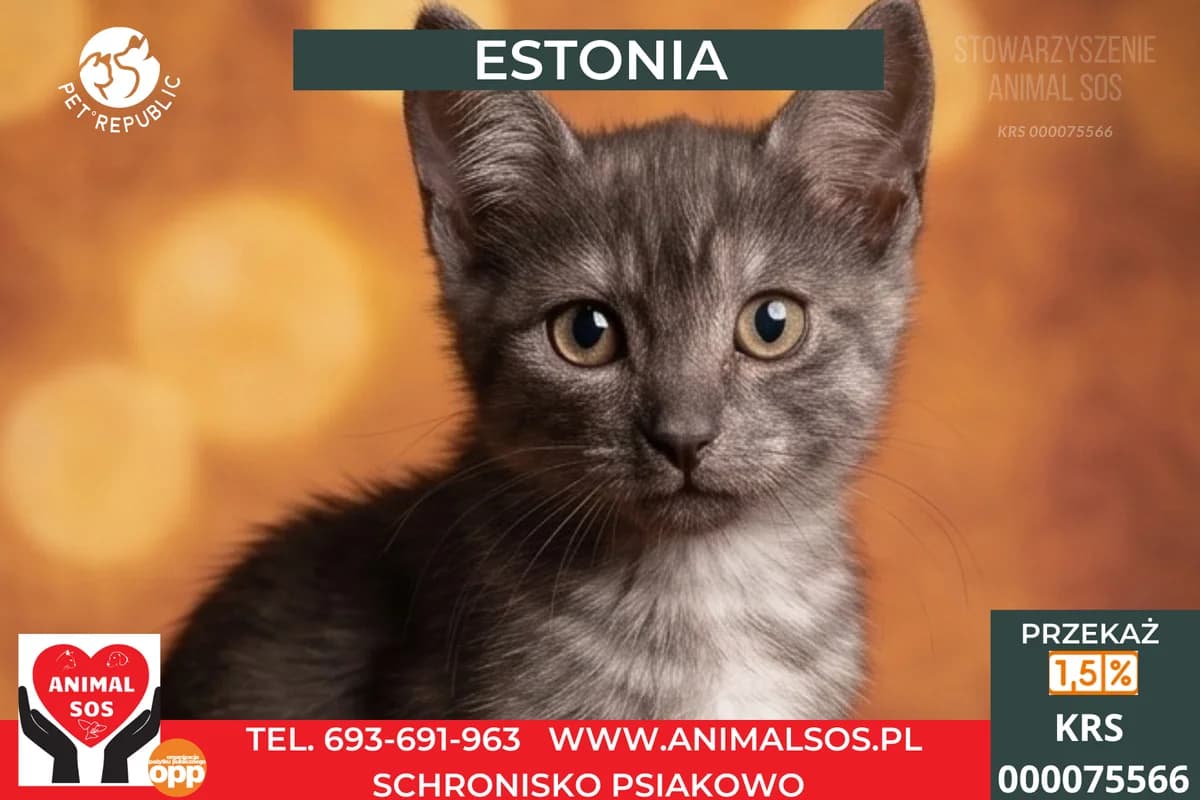 ESTONIA, female puppy Mixed Breed for adoption at Animal Sos Psiakowo Centrum Adopcyjne, 99-423