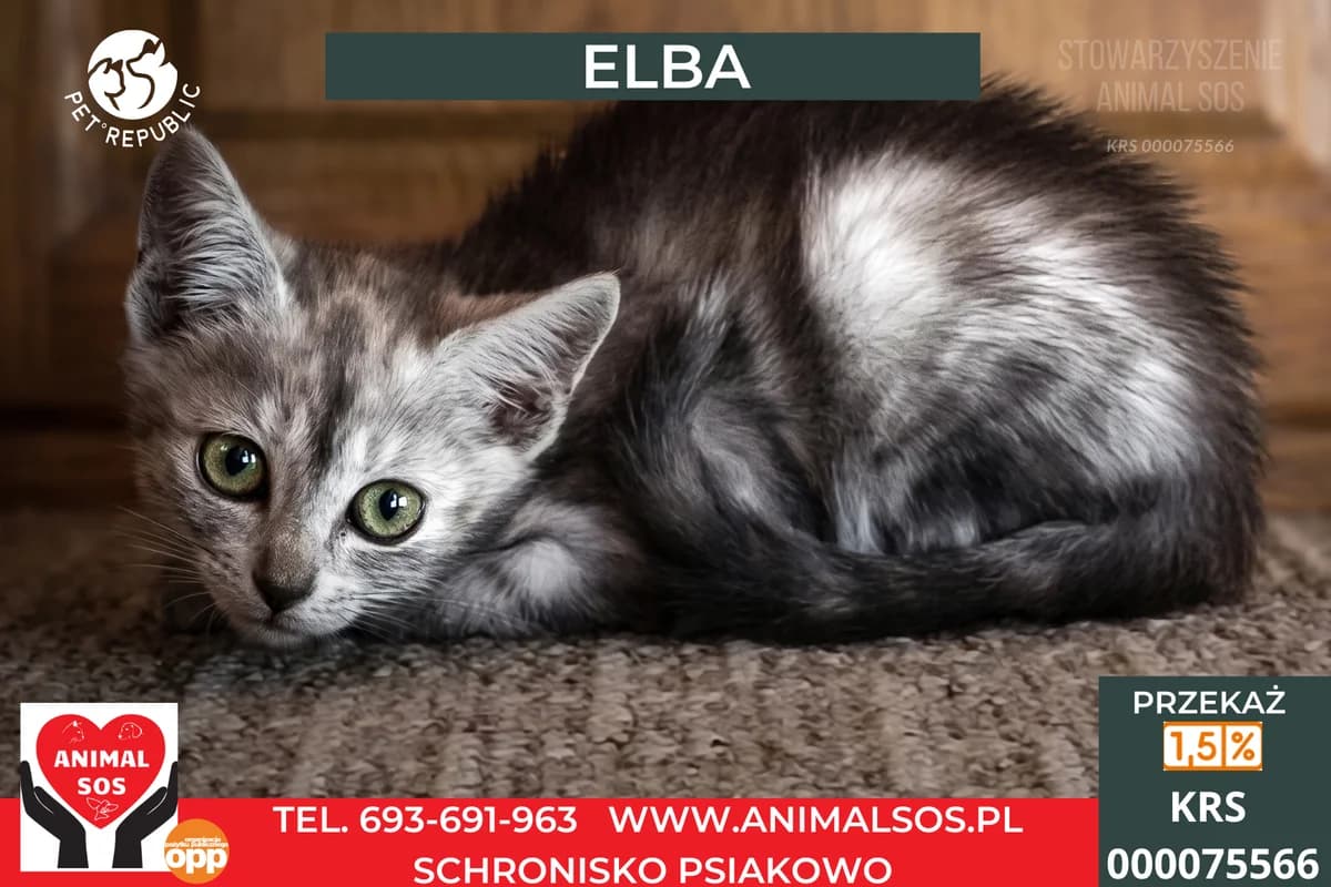 ELBA, female puppy Mixed Breed for adoption at Animal Sos Psiakowo Centrum Adopcyjne, 99-423