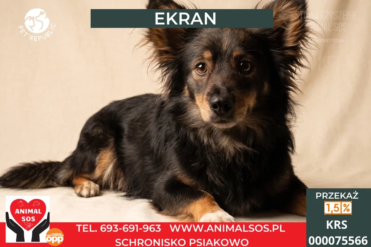 EKRAN, male 5yo Mixed Breed for adoption at Animal Sos Psiakowo Centrum Adopcyjne, 99-423