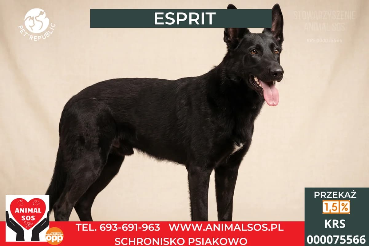 ESPRIT, male young Mixed Breed for adoption at Animal Sos Psiakowo Centrum Adopcyjne, 99-423
