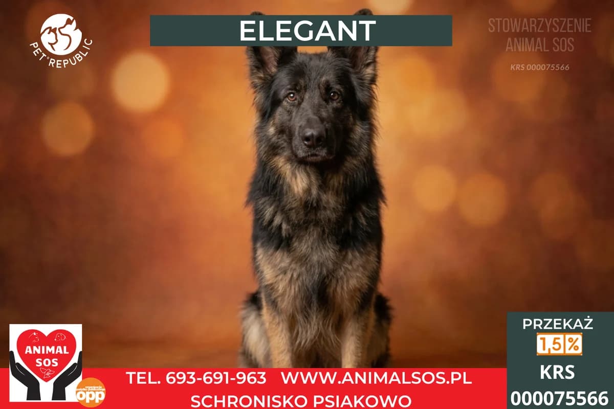 ELEGANT, male 6yo Mixed Breed for adoption at Animal Sos Psiakowo Centrum Adopcyjne, 99-423