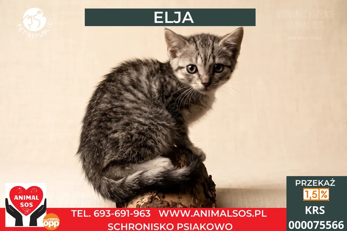 ELJA, female puppy Mixed Breed for adoption at Animal Sos Psiakowo Centrum Adopcyjne, 99-423