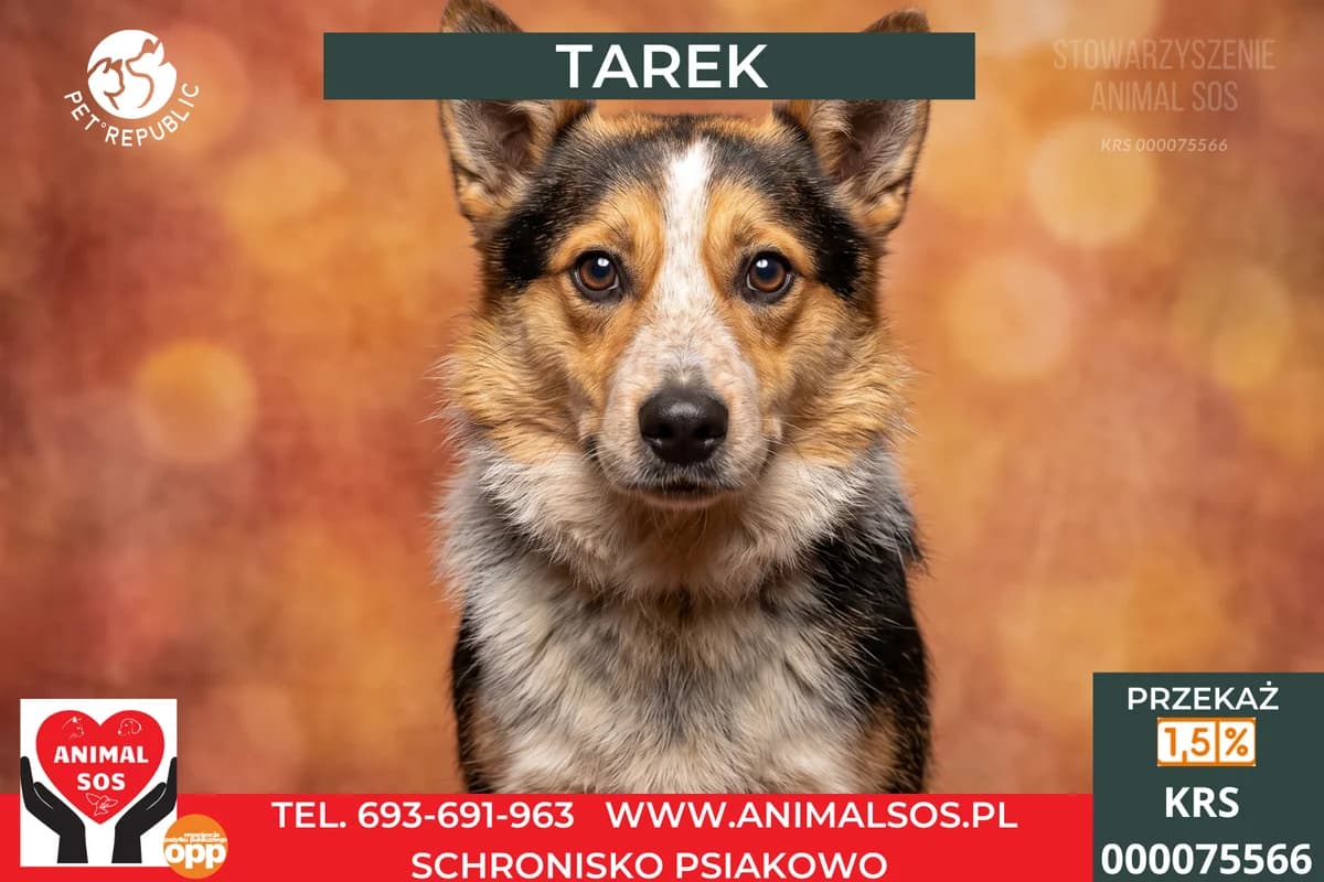 TAREK, male 3yo Mixed Breed for adoption at Animal Sos Psiakowo Centrum Adopcyjne, 99-423