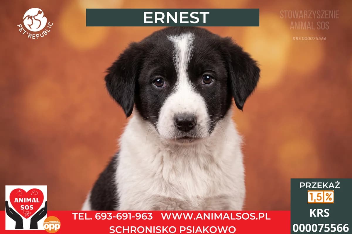 ERNEST, male puppy Mixed Breed for adoption at Animal Sos Psiakowo Centrum Adopcyjne, 99-423