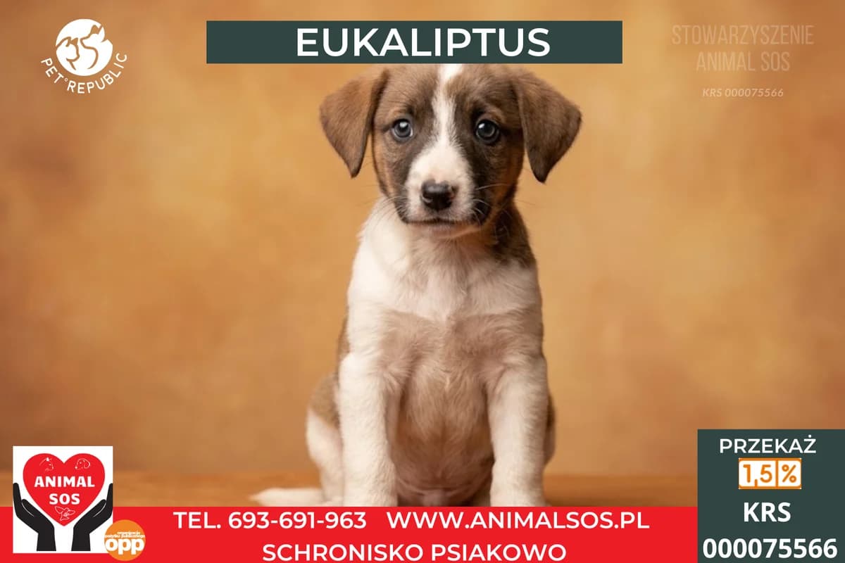 EUKALIPTUS, male puppy Mixed Breed for adoption at Animal Sos Psiakowo Centrum Adopcyjne, 99-423