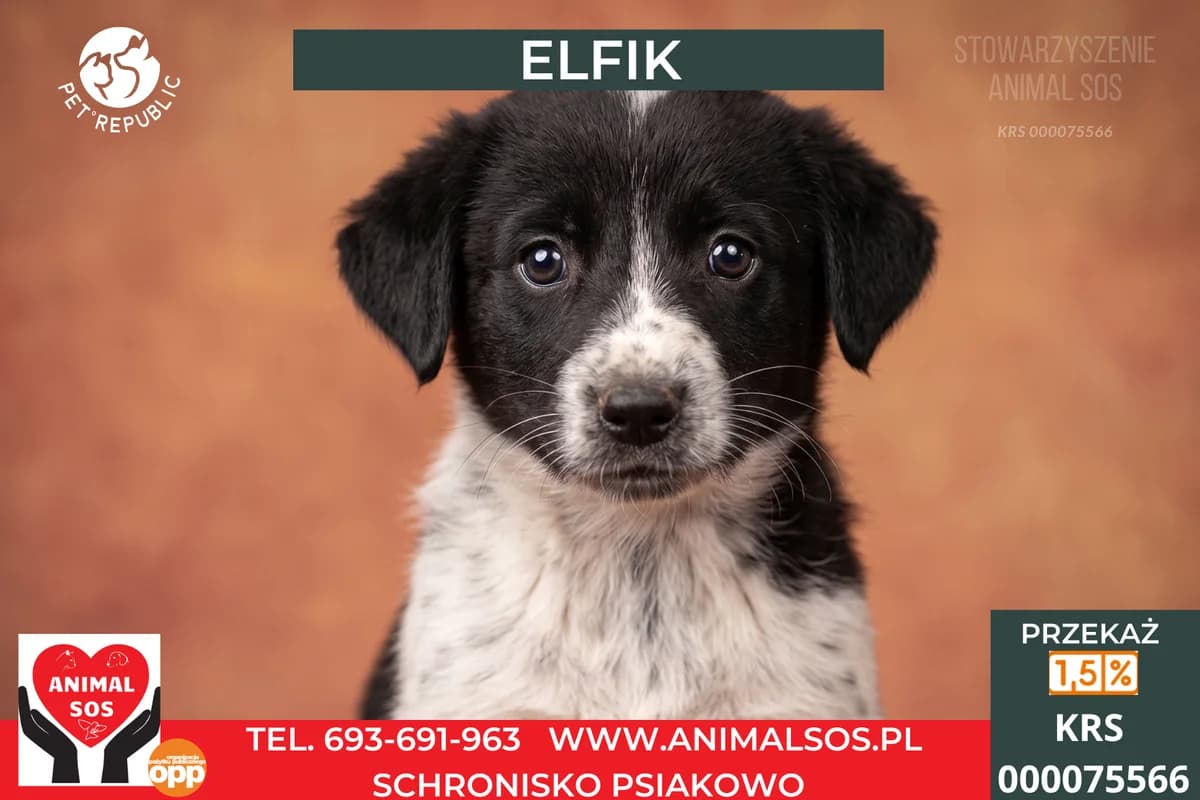 ELFIK, male puppy Mixed Breed for adoption at Animal Sos Psiakowo Centrum Adopcyjne, 99-423