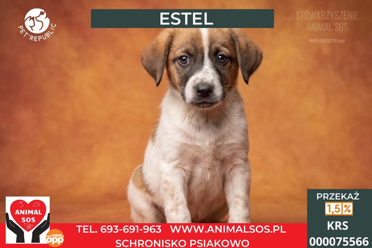 ESTEL, male puppy Mixed Breed for adoption at Animal Sos Psiakowo Centrum Adopcyjne, 99-423