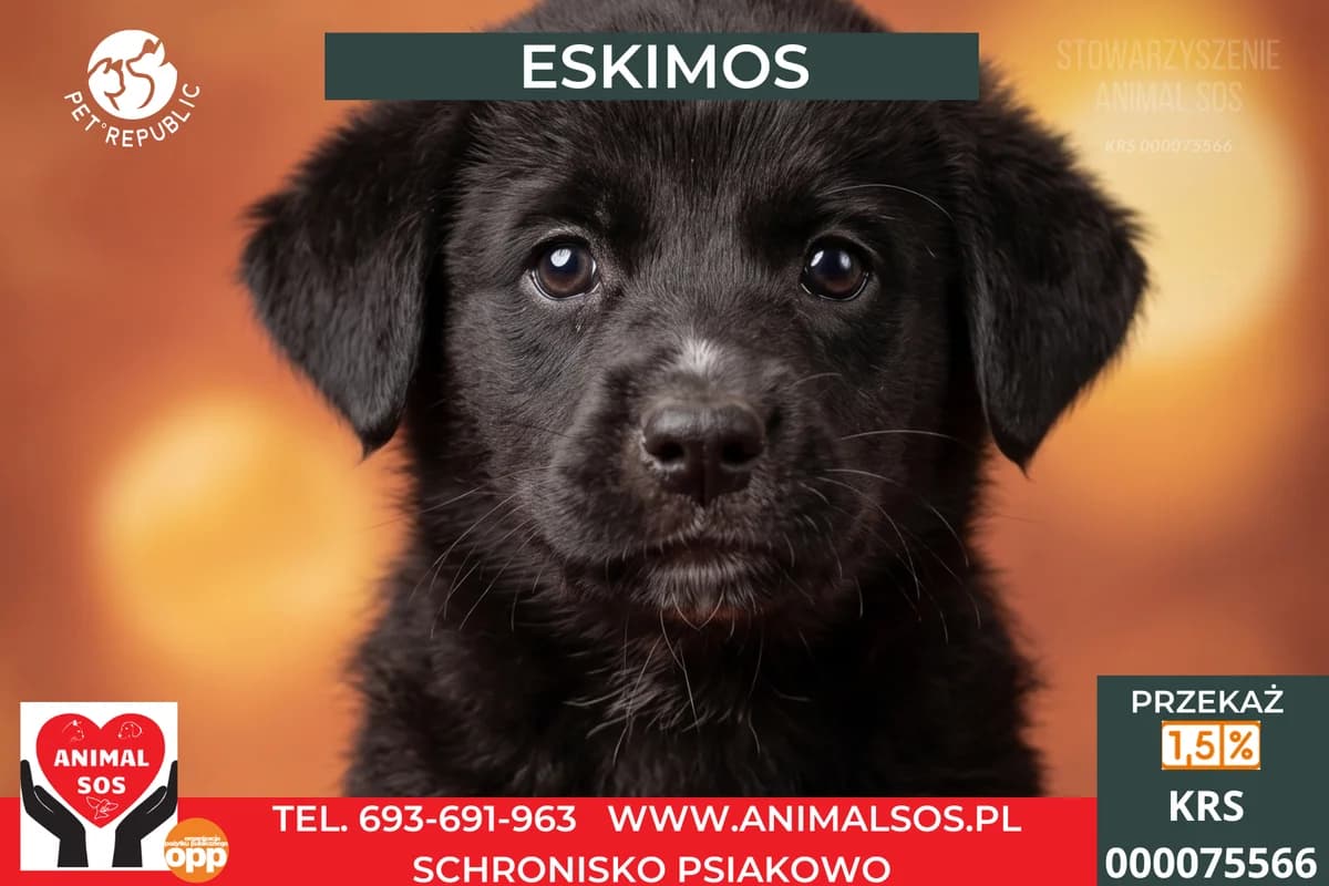 ESKIMOS, male puppy Mixed Breed for adoption at Animal Sos Psiakowo Centrum Adopcyjne, 99-423
