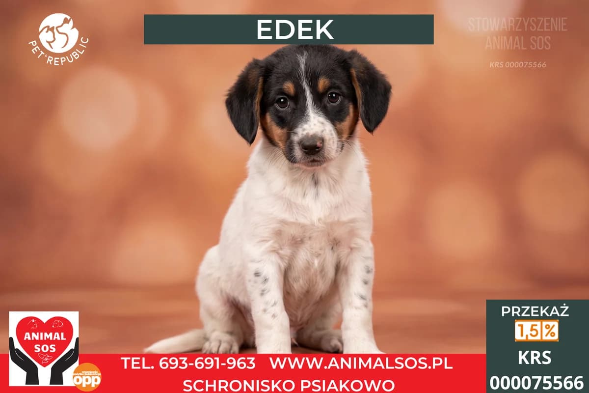 EDEK, male puppy Mixed Breed for adoption at Animal Sos Psiakowo Centrum Adopcyjne, 99-423