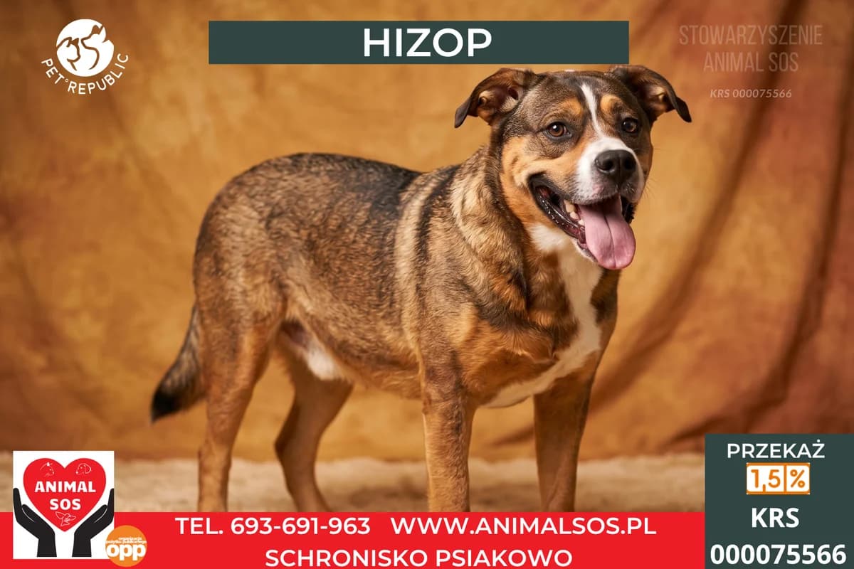 HIZOP, male 5yo Mixed Breed for adoption at Animal Sos Psiakowo Centrum Adopcyjne, 99-423