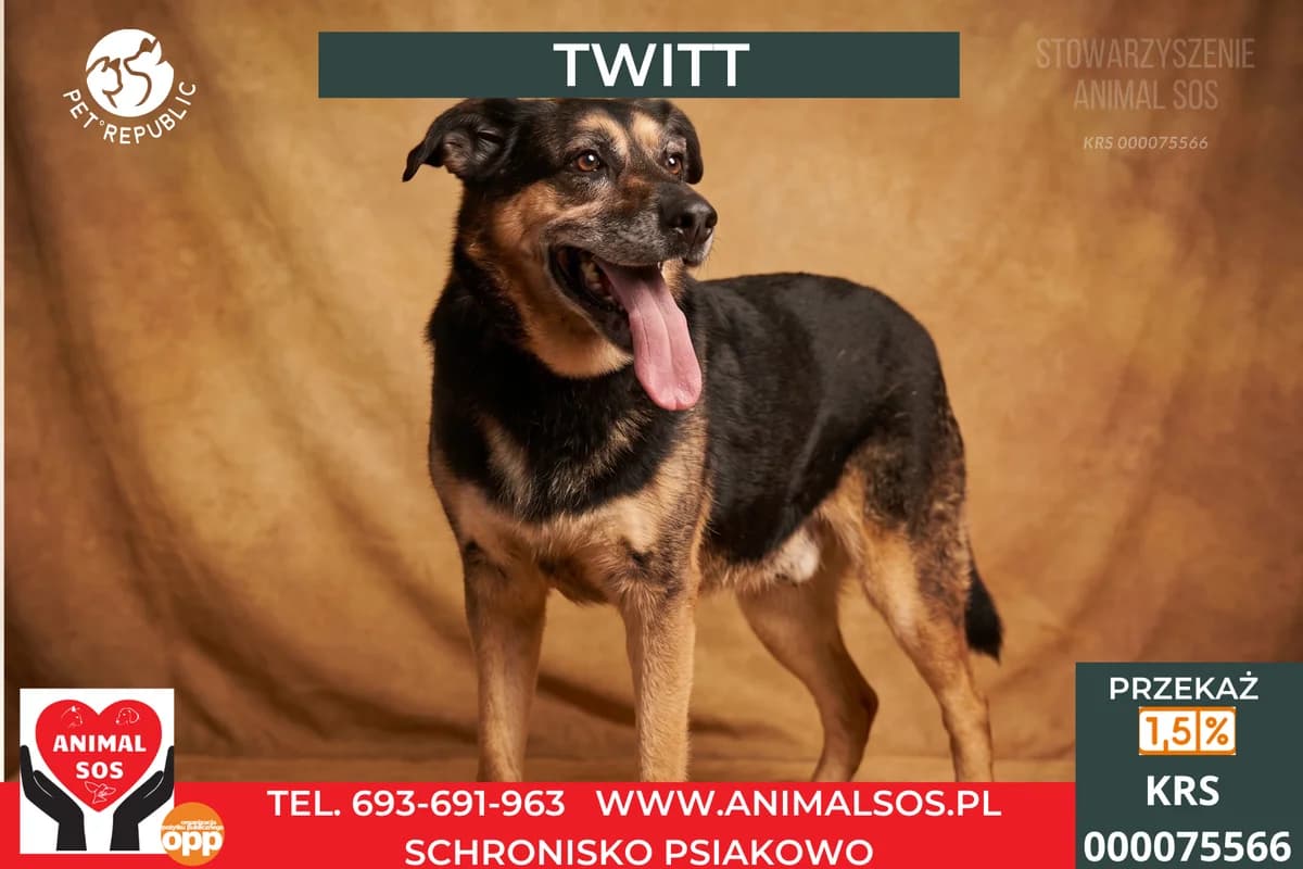 TWITT, male senior Mixed Breed for adoption at Animal Sos Psiakowo Centrum Adopcyjne, 99-423