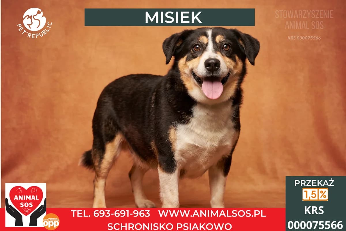 MISIEK, male 6yo Mixed Breed for adoption at Animal Sos Psiakowo Centrum Adopcyjne, 99-423