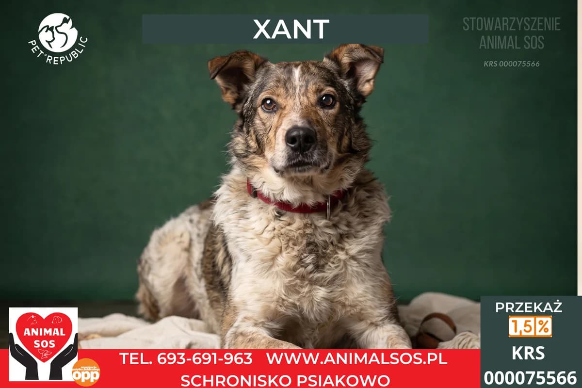 XANT, male senior Mixed Breed for adoption at Animal Sos Psiakowo Centrum Adopcyjne, 99-423