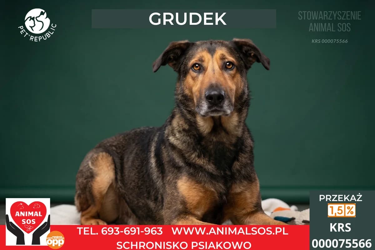 GRUDEK, male 6yo Mixed Breed for adoption at Animal Sos Psiakowo Centrum Adopcyjne, 99-423