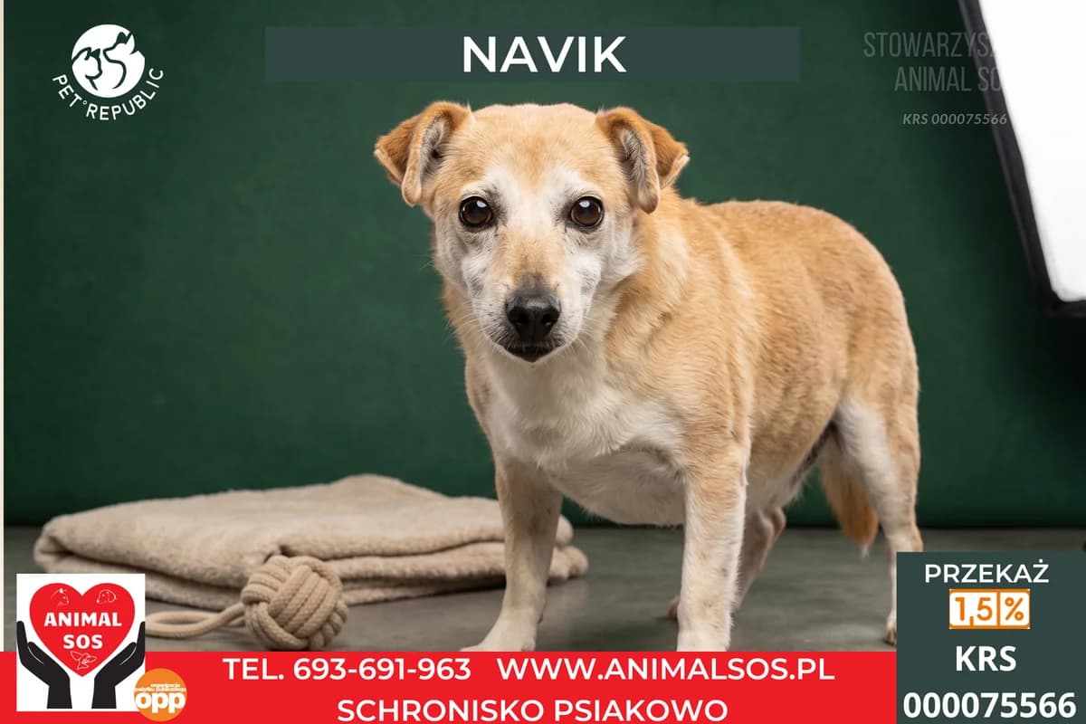 NAVIK, male senior Mixed Breed for adoption at Animal Sos Psiakowo Centrum Adopcyjne, 99-423