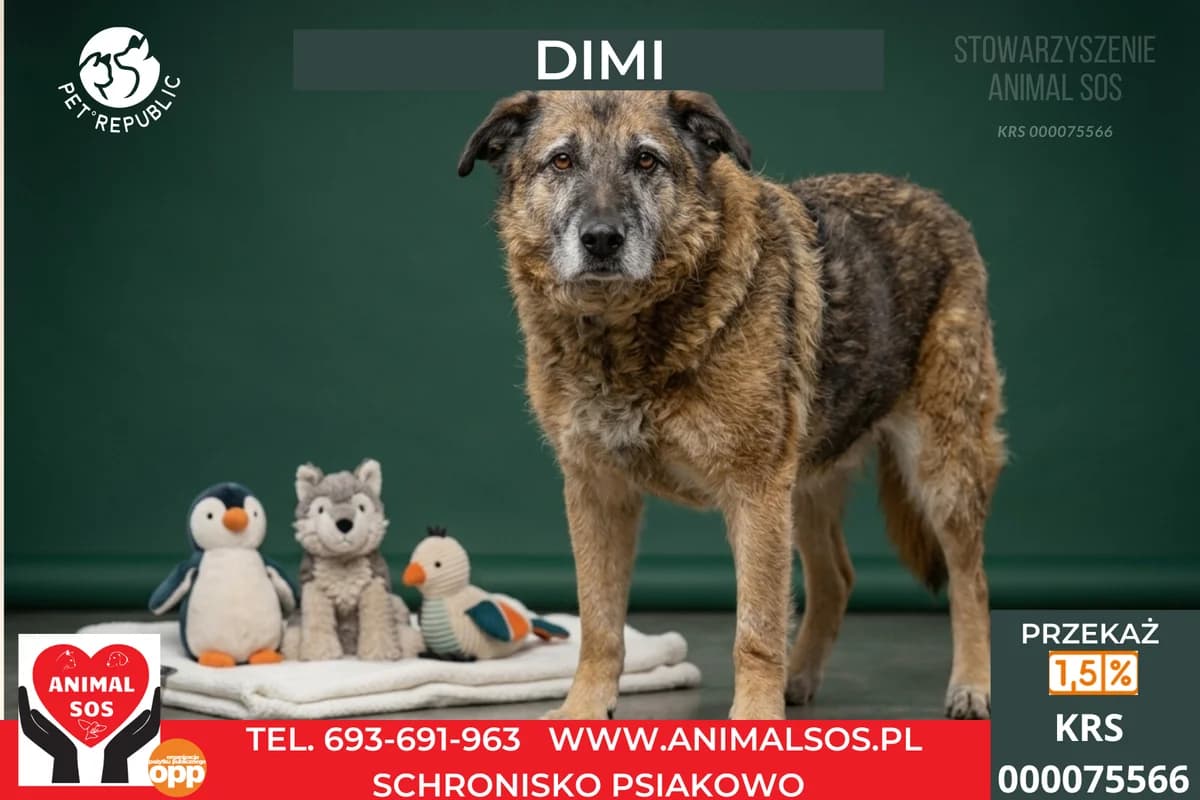 DIMI, male senior Mixed Breed for adoption at Animal Sos Psiakowo Centrum Adopcyjne, 99-423