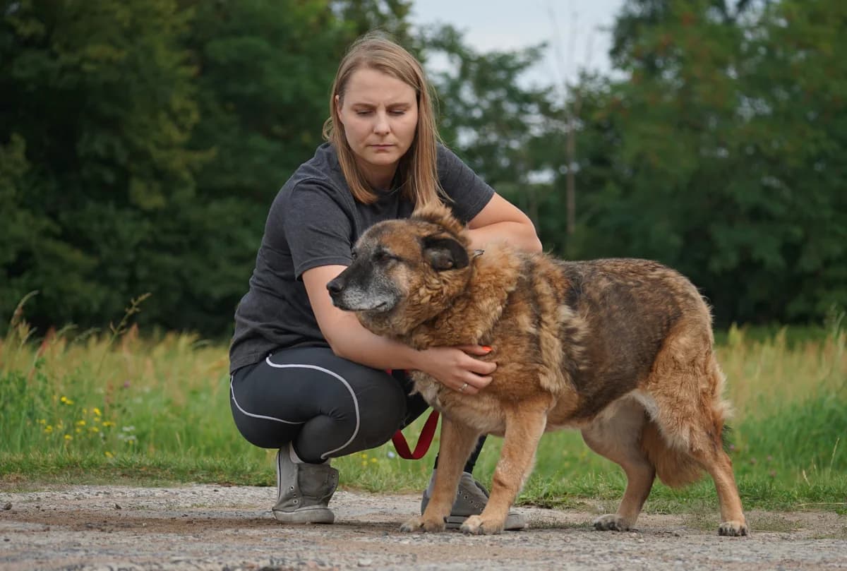 DIMI, male senior Mixed Breed for adoption at Animal Sos Psiakowo Centrum Adopcyjne, 99-423
