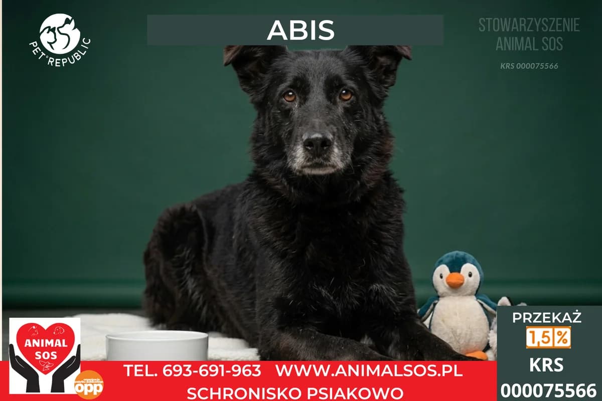 ABIS, male senior Mixed Breed for adoption at Animal Sos Psiakowo Centrum Adopcyjne, 99-423