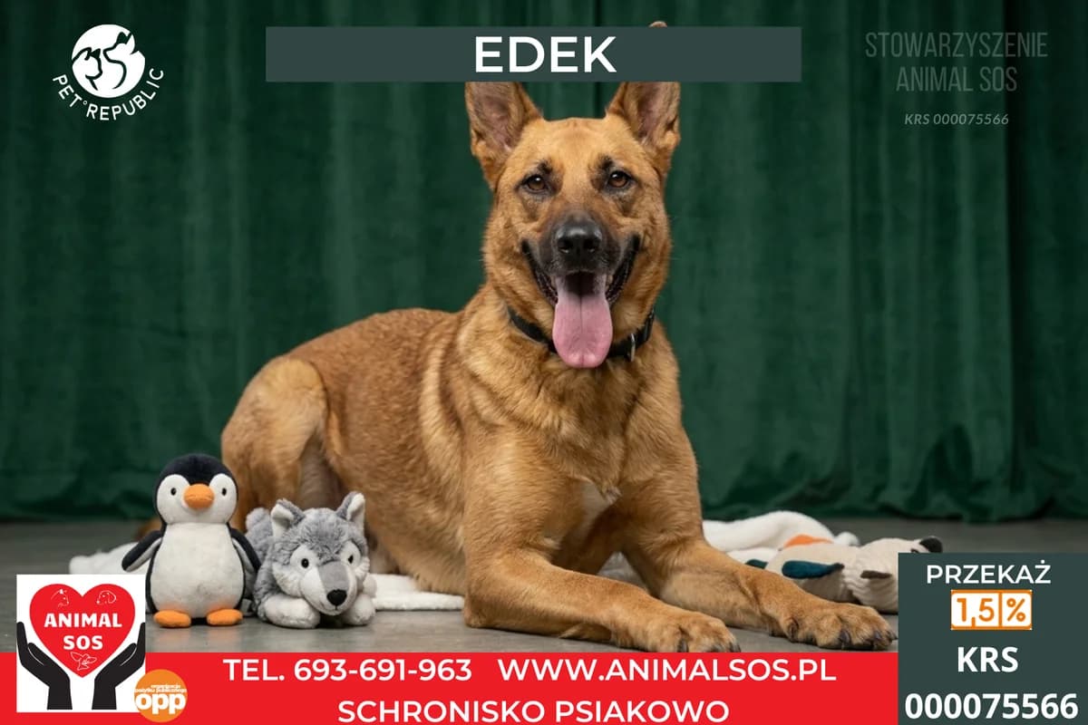 EDEK, male 4yo Mixed Breed for adoption at Animal Sos Psiakowo Centrum Adopcyjne, 99-423