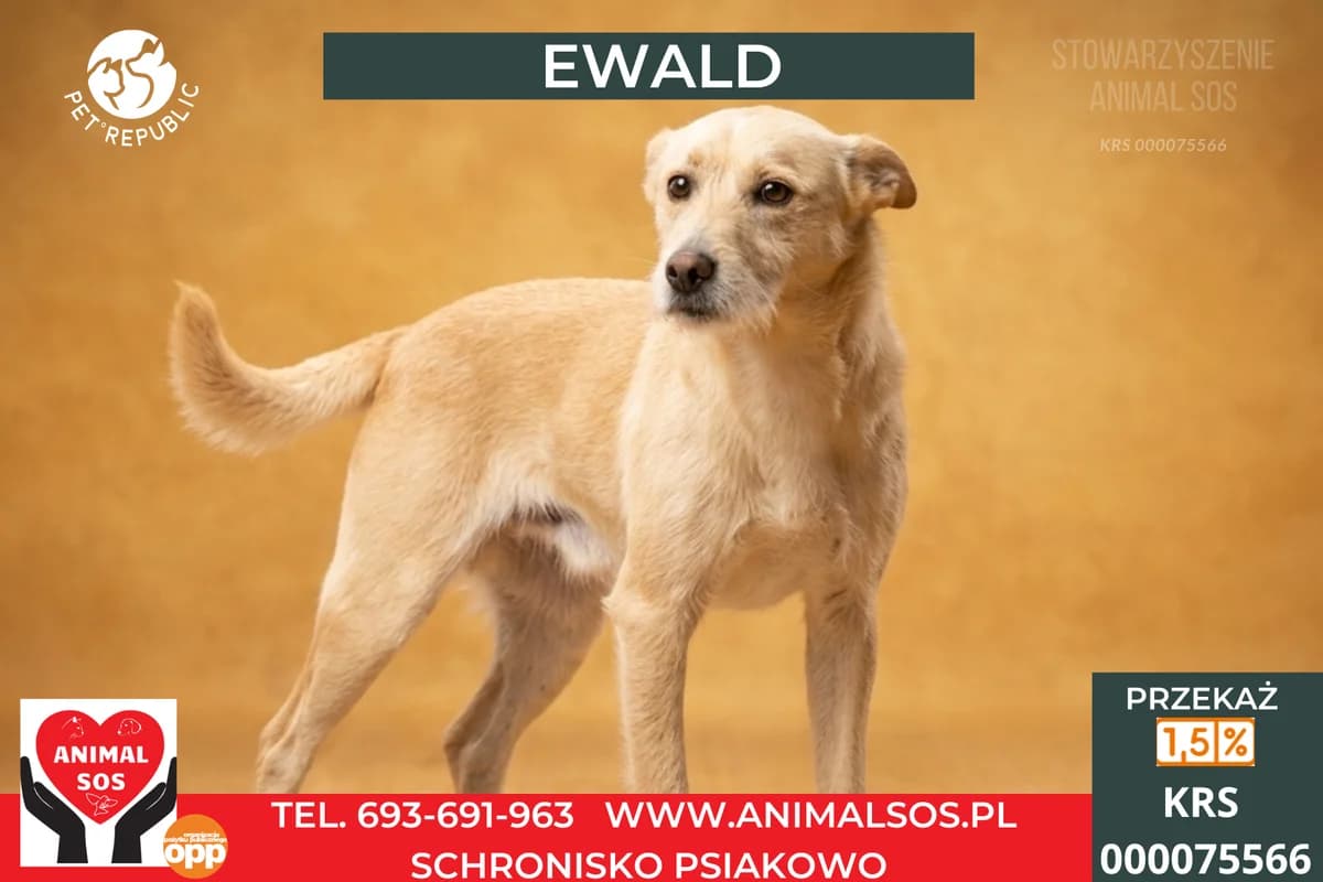 EWALD, male 3yo Mixed Breed for adoption at Animal Sos Psiakowo Centrum Adopcyjne, 99-423