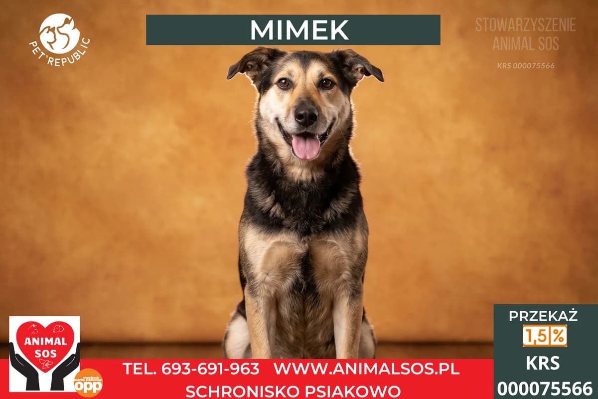 MIMEK, male senior Mixed Breed for adoption at Animal Sos Psiakowo Centrum Adopcyjne, 99-423