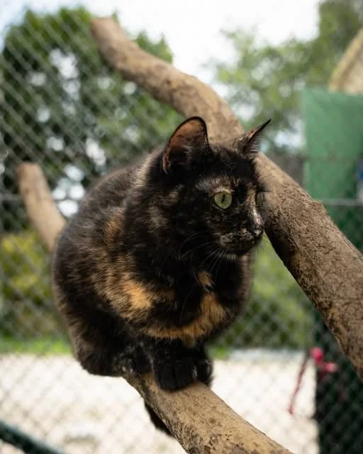 Cynamonka, female Mixed Breed for adoption at Azyl dla Zwierząt w Tarnowie, Tarnów