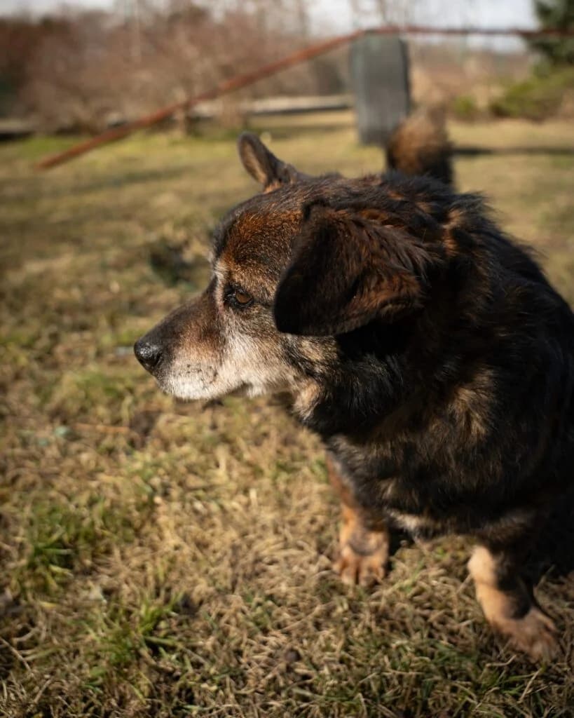 Bakuś, male senior Mixed Breed for adoption at Azyl dla Zwierząt w Tarnowie, Tarnów