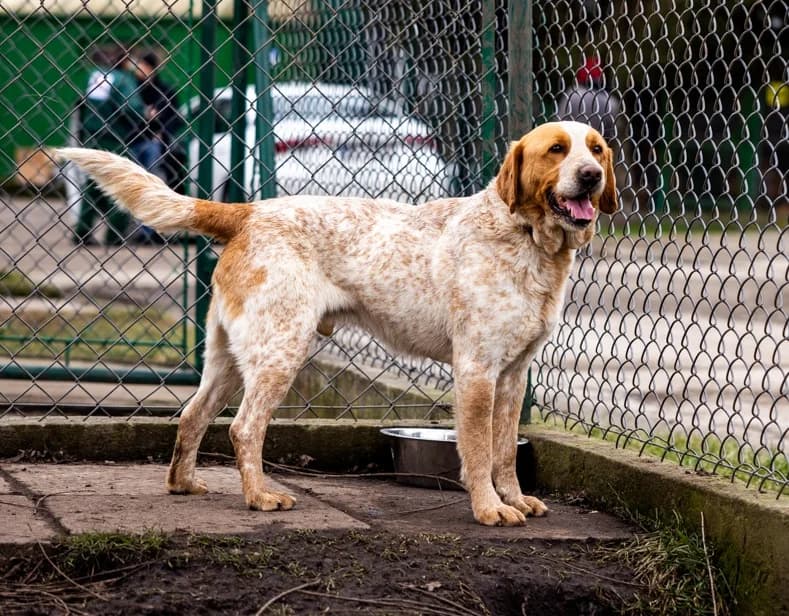 Rudy, male Mixed Breed for adoption at Azyl dla Zwierząt w Tarnowie, Tarnów