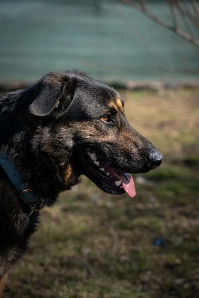 Józek, male Mixed Breed for adoption at Azyl dla Zwierząt w Tarnowie, Tarnów