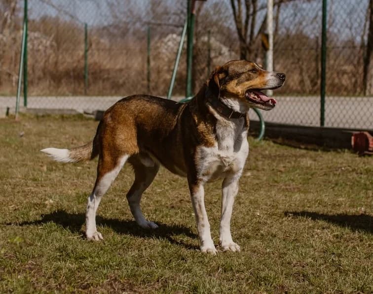 Monte, male Mixed Breed for adoption at Azyl dla Zwierząt w Tarnowie, Tarnów