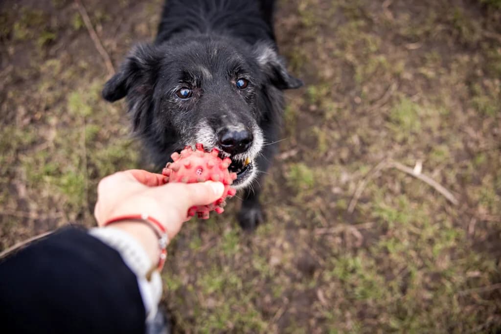 Lolek, male Mixed Breed for adoption at Azyl dla Zwierząt w Tarnowie, Tarnów