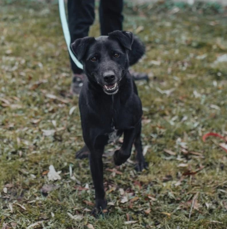 Batman, male Mixed Breed for adoption at Azyl dla Zwierząt w Tarnowie, Tarnów