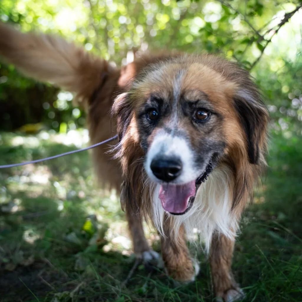 Daktyl, male Mixed Breed for adoption at Azyl dla Zwierząt w Tarnowie, Tarnów