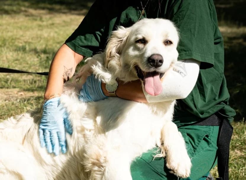 Blondi, female Mixed Breed for adoption at Azyl dla Zwierząt w Tarnowie, Tarnów