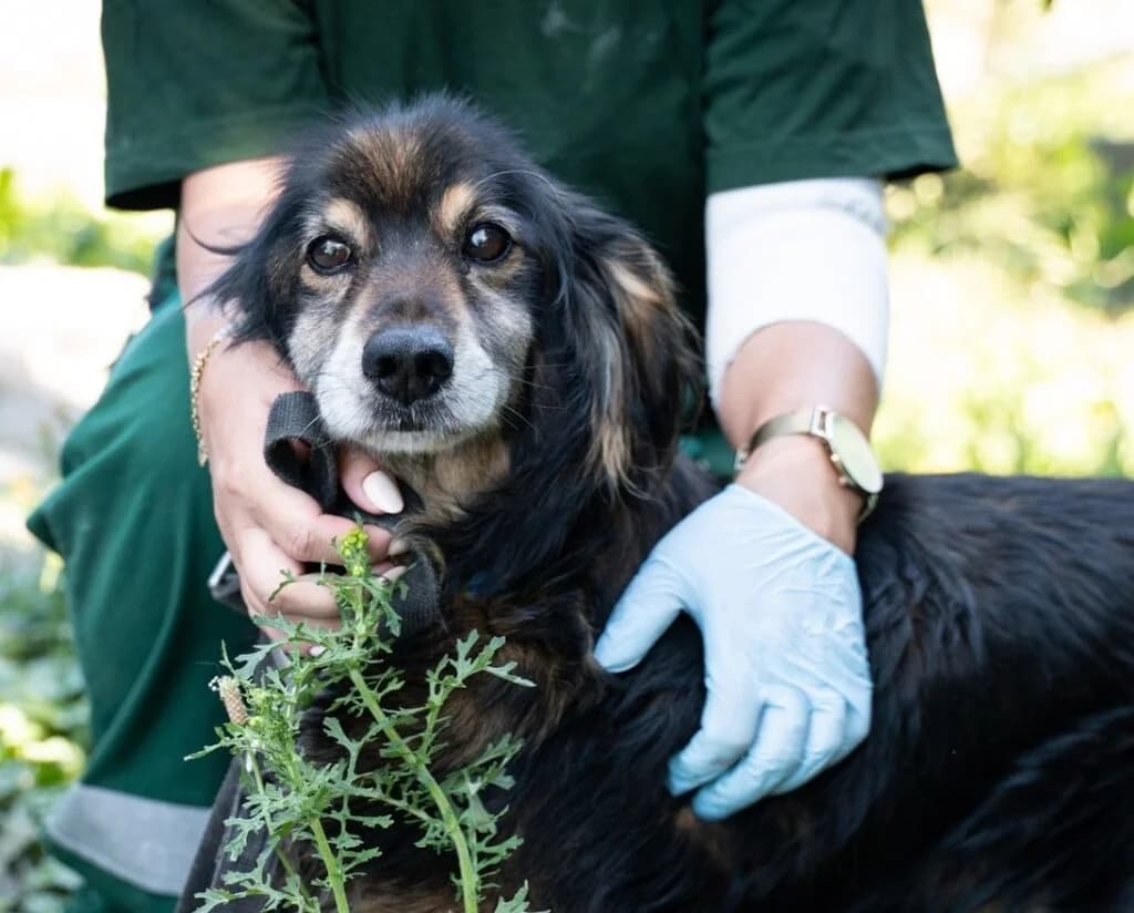 Węgielek, male senior Mixed Breed for adoption at Azyl dla Zwierząt w Tarnowie, Tarnów