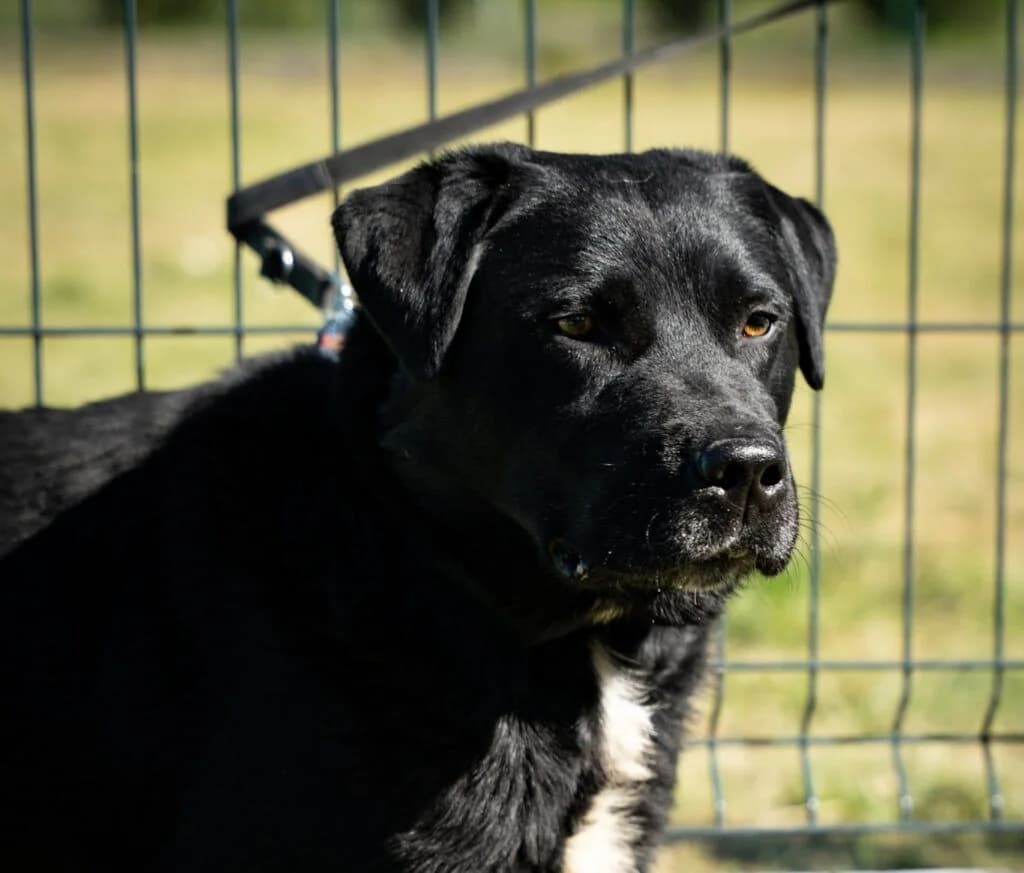 Ramen, male Mixed Breed for adoption at Azyl dla Zwierząt w Tarnowie, Tarnów