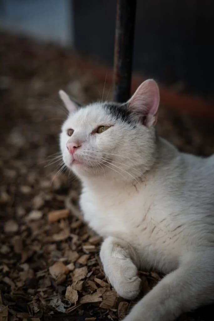 Piotr, male Mixed Breed for adoption at Azyl dla Zwierząt w Tarnowie, Tarnów