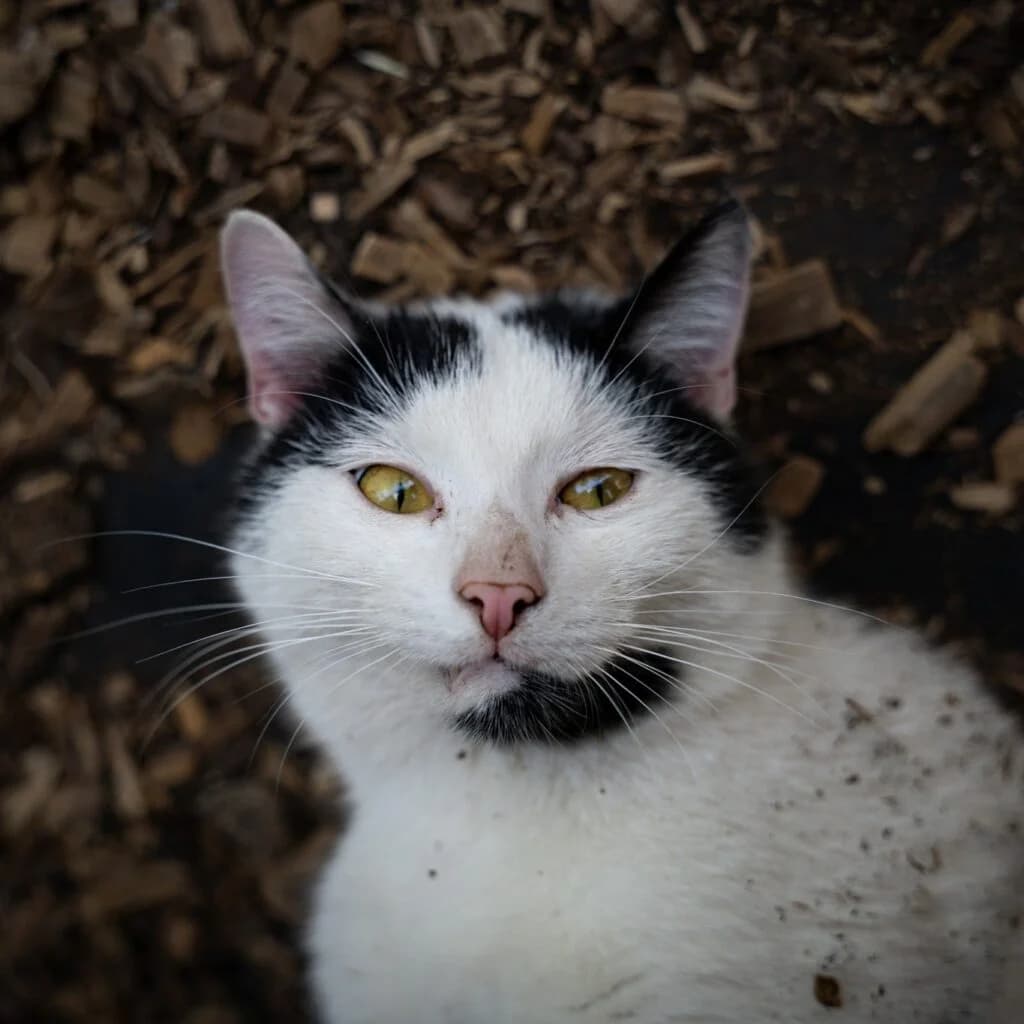 Pixel, male Mixed Breed for adoption at Azyl dla Zwierząt w Tarnowie, Tarnów